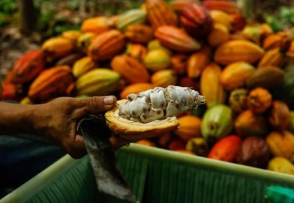 Bahia articula medidas emergenciais em Brasília para enfrentar crise da lavoura cacaueira