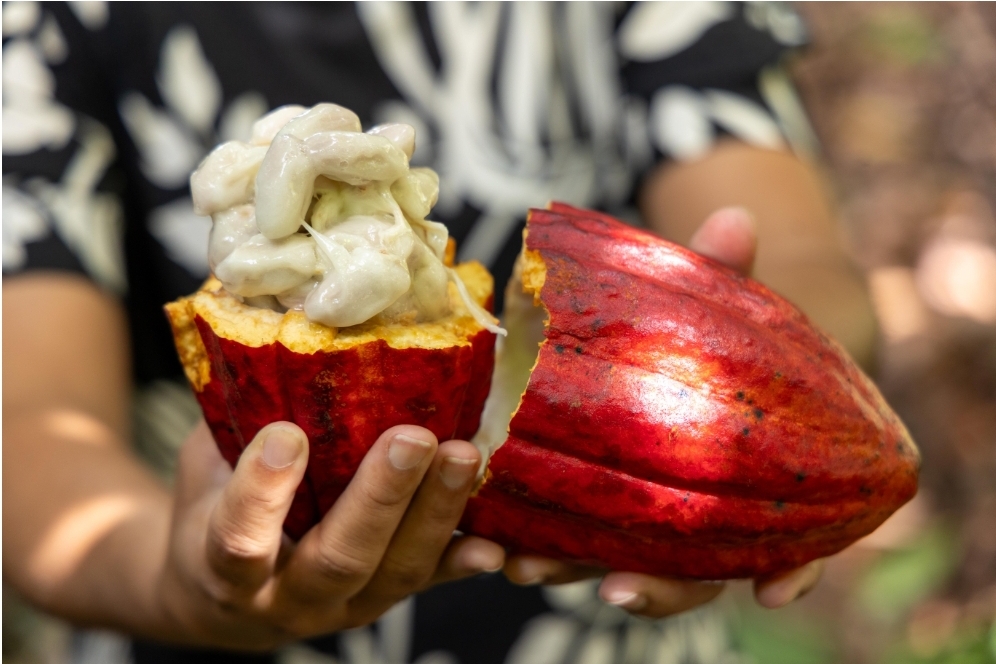 PL do Cacau incorpora propostas articuladas pela Bahia e avança no Congresso